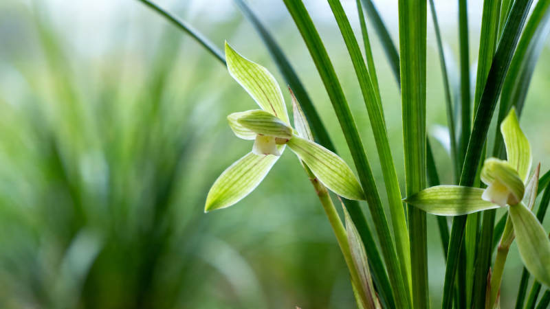 兰草幽香 绿叶衬花影图片