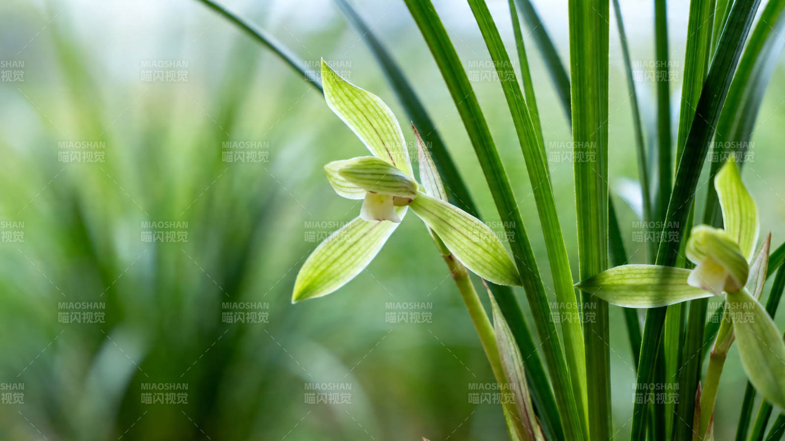 兰草幽香 绿叶衬花影图片