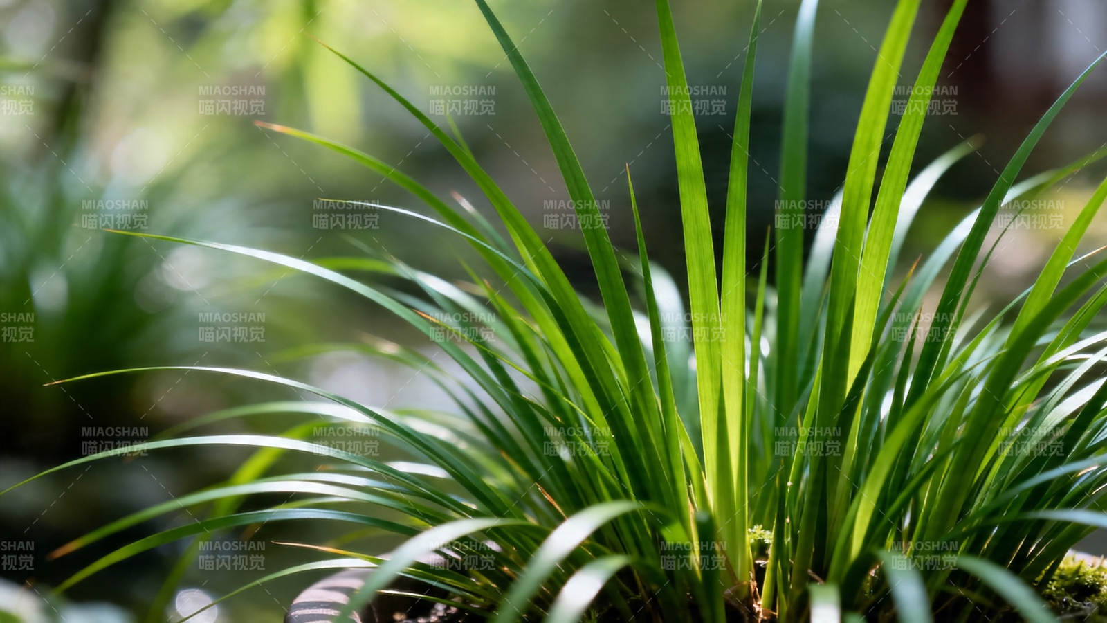绿意盎然的细长叶片植物图片