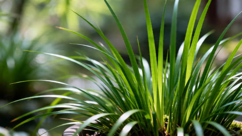 绿意盎然的细长叶片植物图片