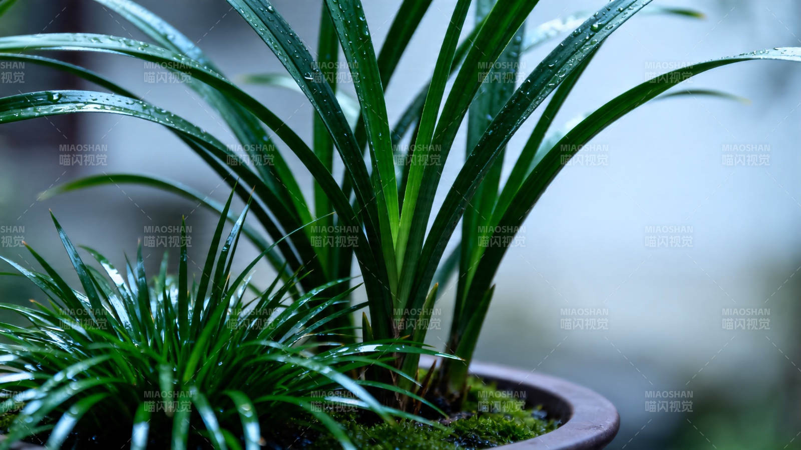 雨后青兰 盆中翠意浓图片