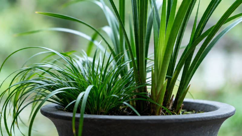 盆栽绿植 生机盎然图片