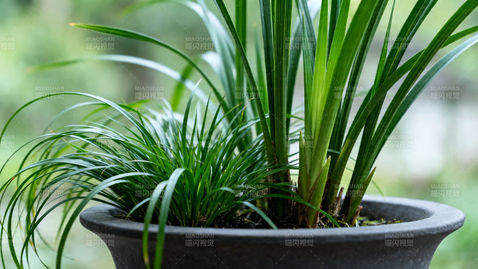 盆栽绿植 生机盎然图片