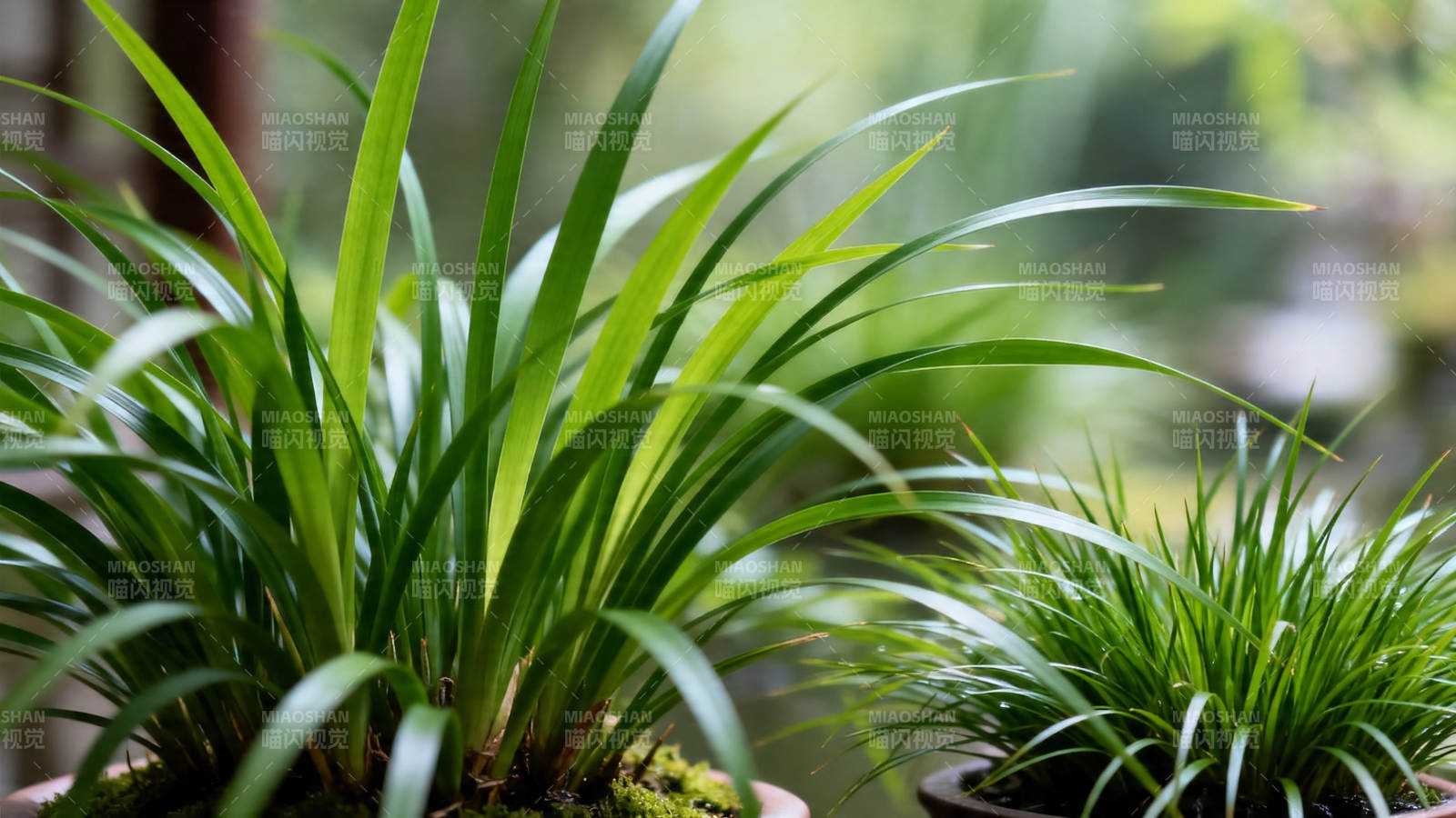 绿意盎然 盆栽生机勃发图片