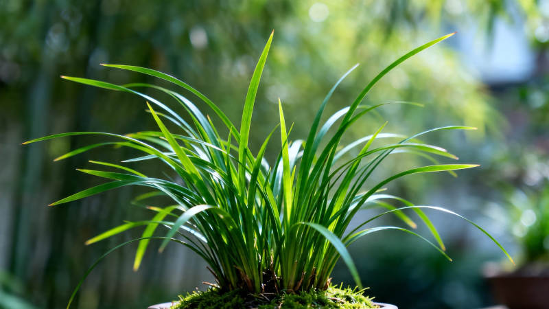 青翠兰草 生机盎然图片