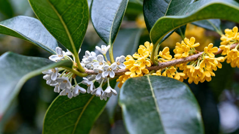 金桂银桂同枝绽放图片