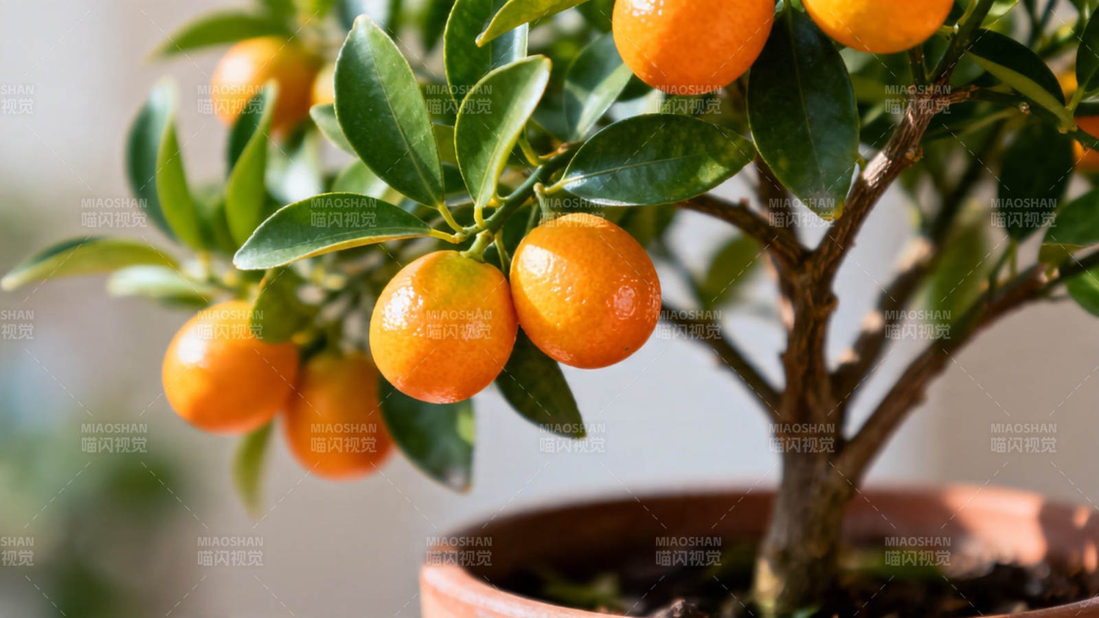 盆栽金桔 硕果累累图片