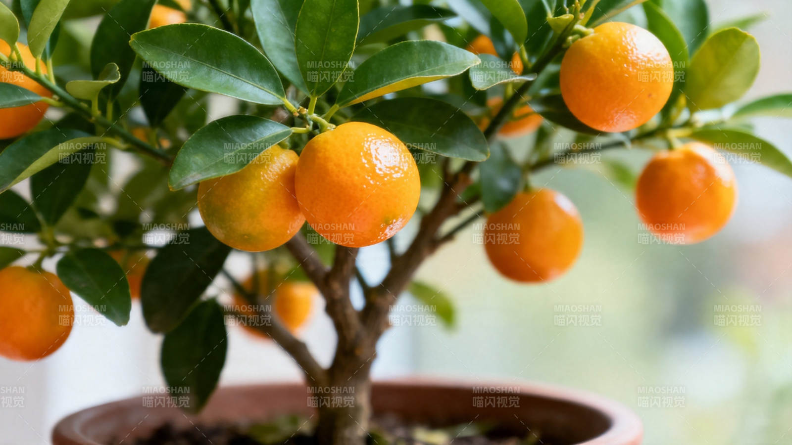 盆栽金橘 硕果累累图片