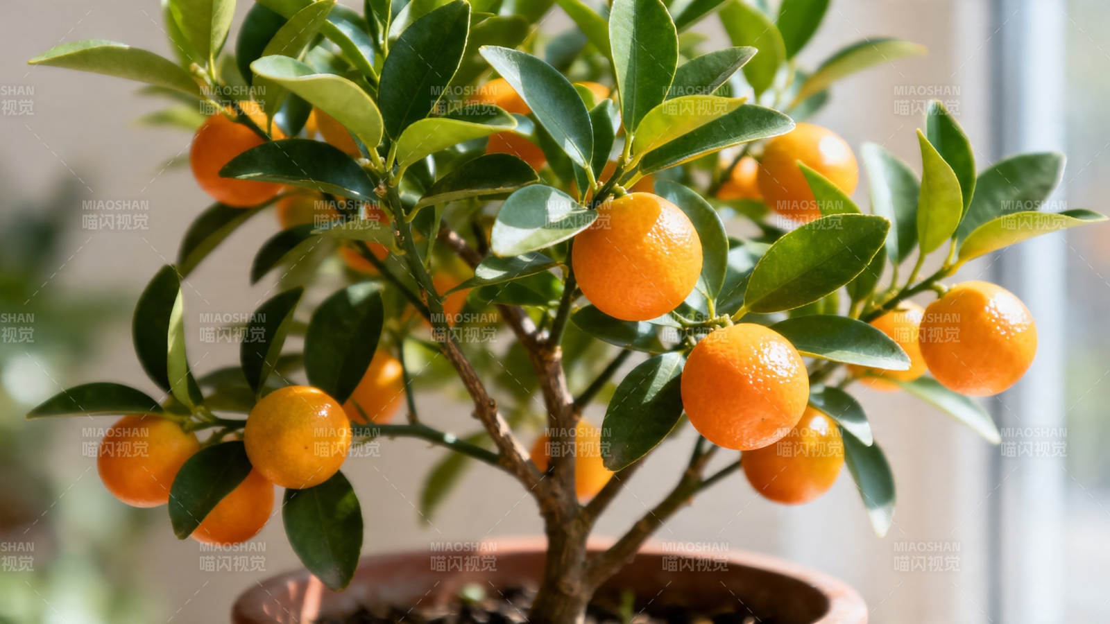 盆栽金橘 硕果累累图片