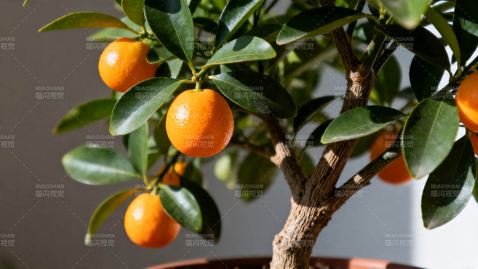 盆栽金橘 硕果累累图片