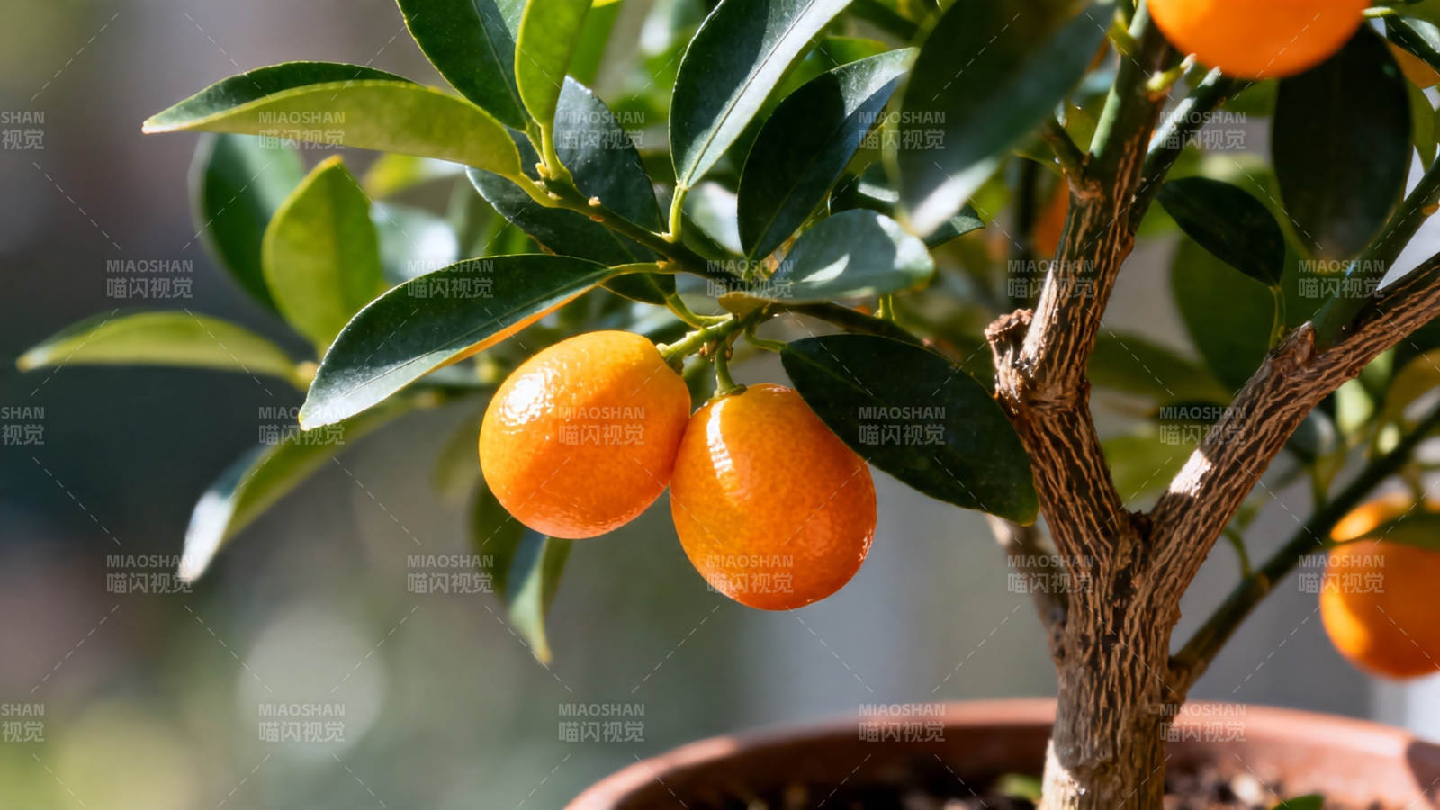 盆栽金橘 硕果累累图片