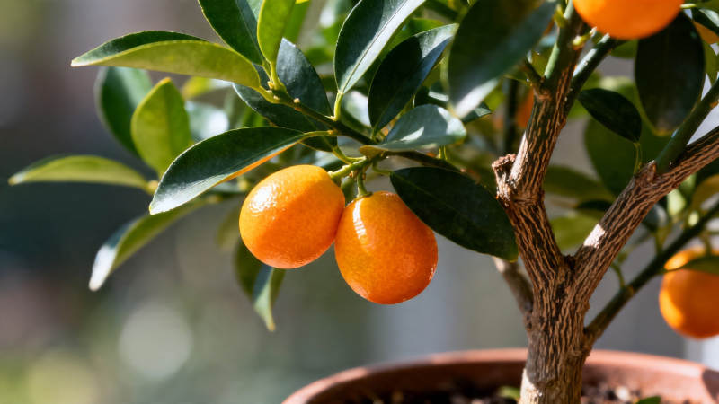 盆栽金橘 硕果累累图片
