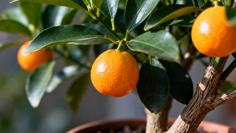 盆栽橘子挂枝头图片