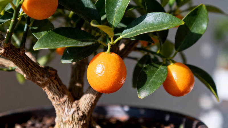 盆栽金橘 硕果累累图片