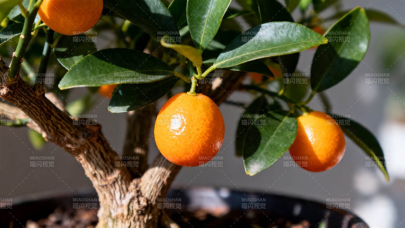 盆栽金橘 硕果累累图片