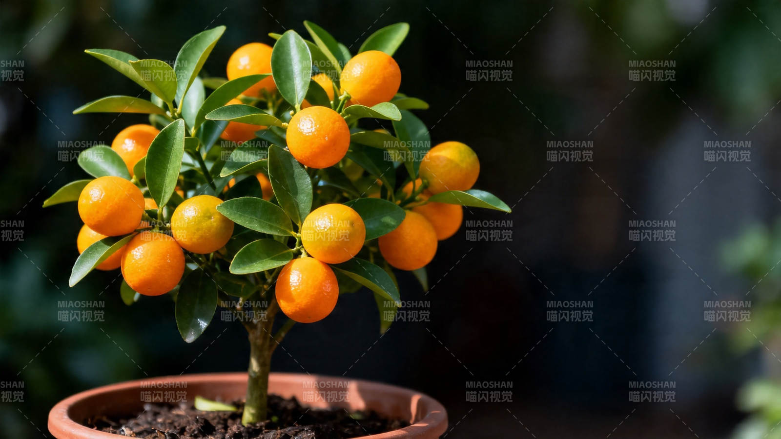 盆栽金桔 硕果累累图片