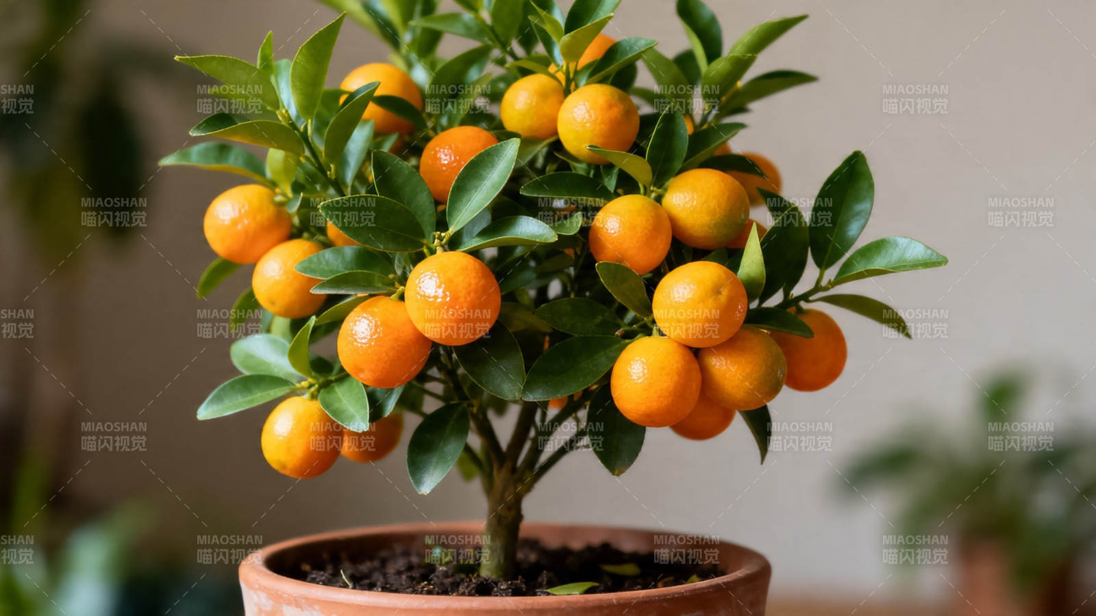盆栽金桔 硕果累累图片
