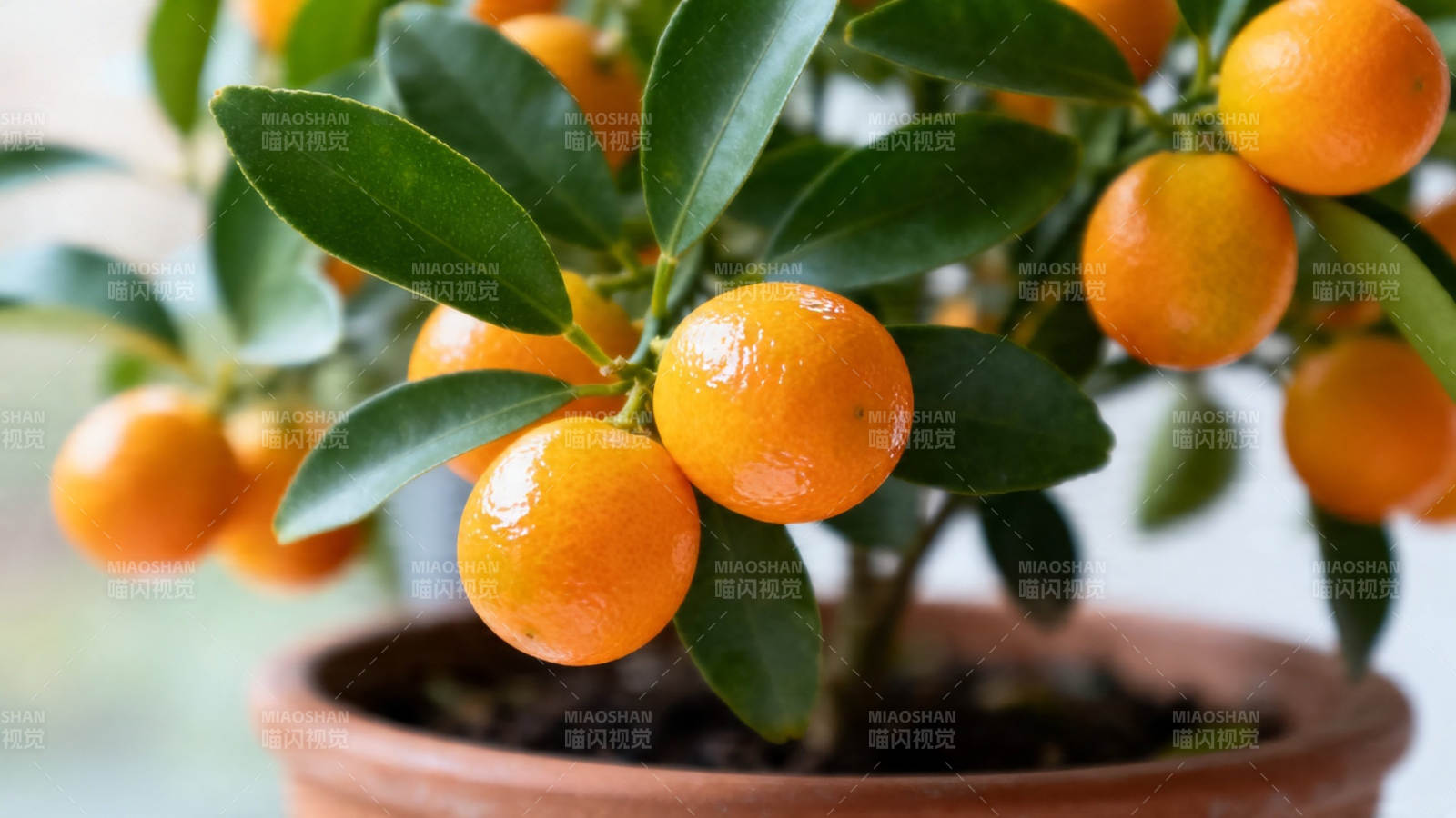盆栽金桔 硕果累累图片