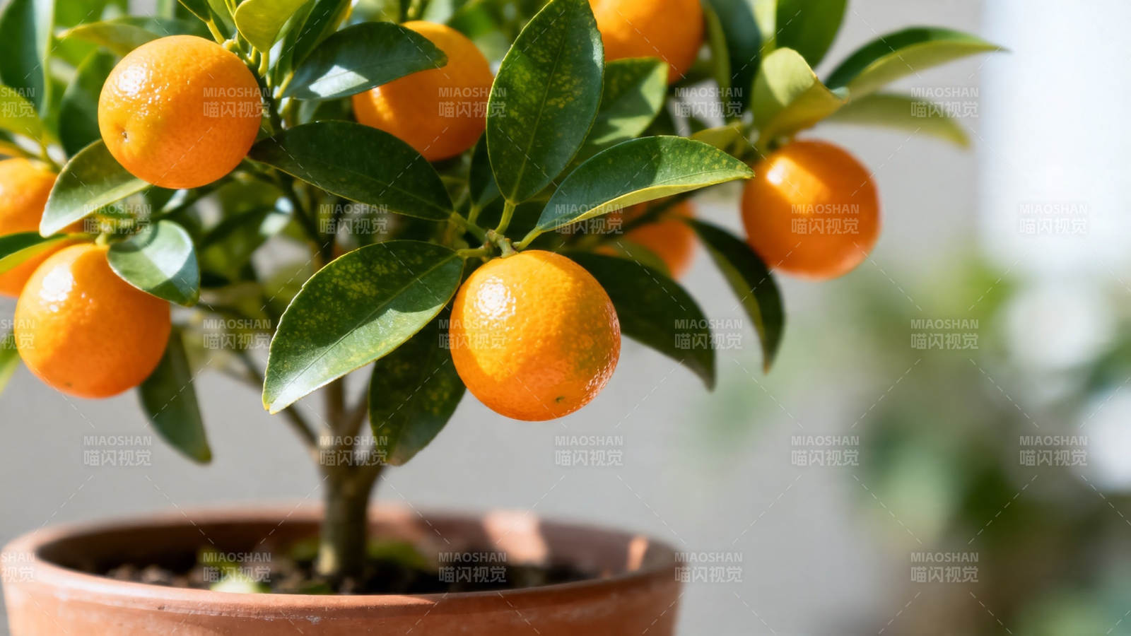 盆栽金桔 硕果累累香满屋图片