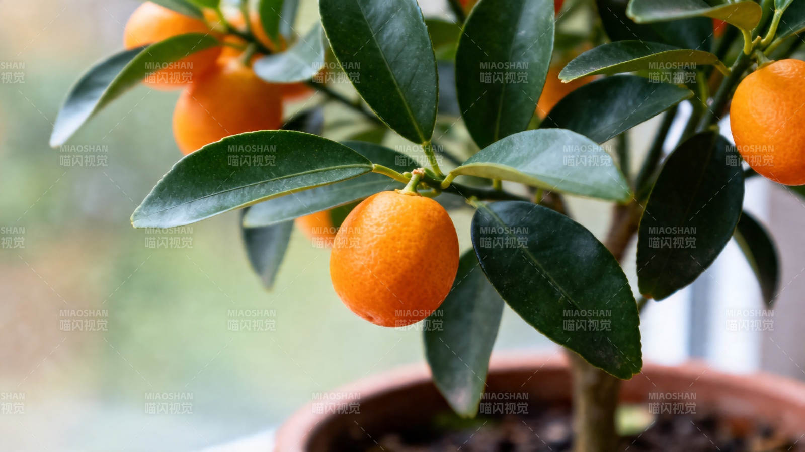 盆栽金橘 绿叶橙果相映成趣图片