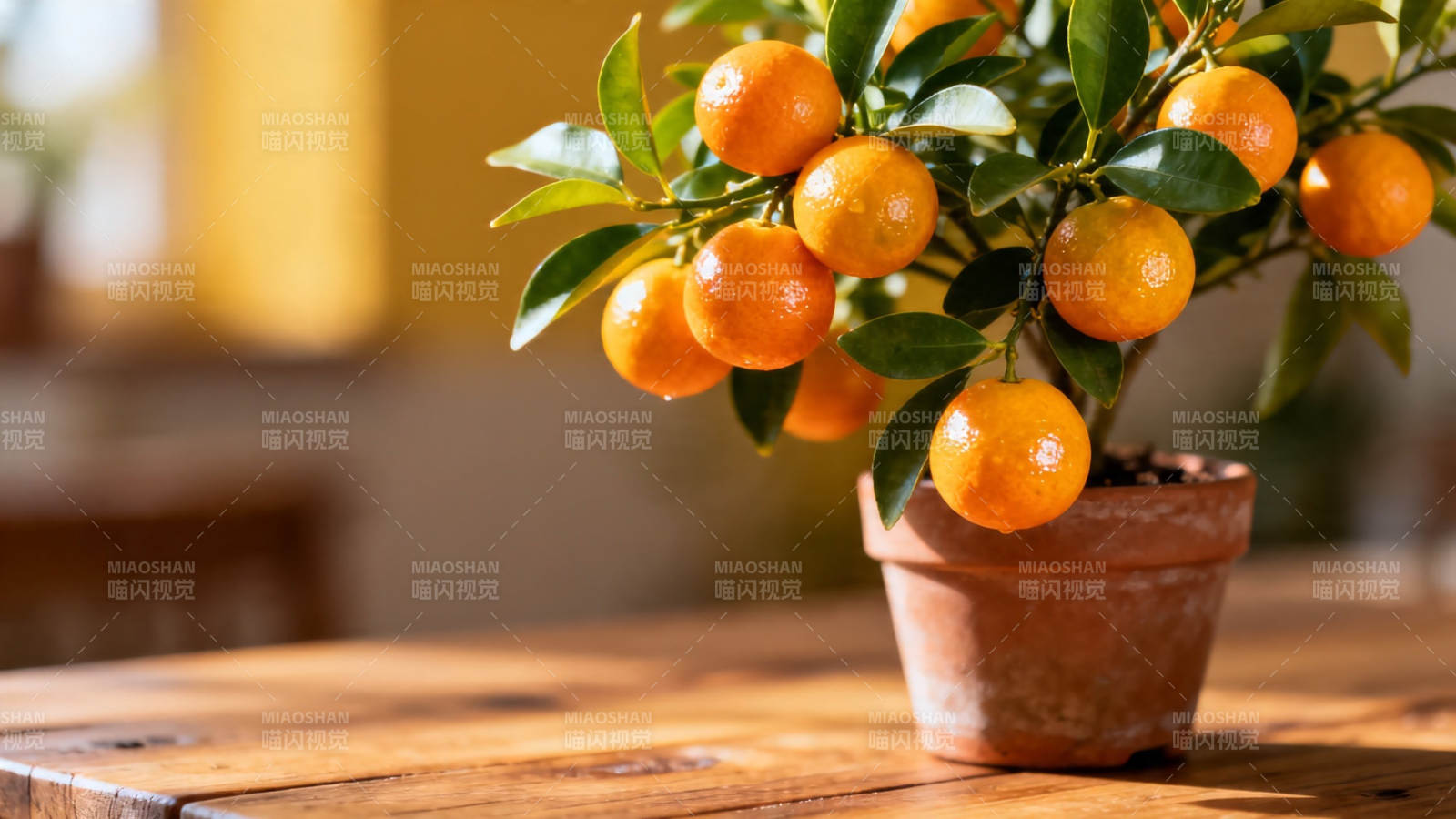 盆栽金桔 桌上一抹橙香图片