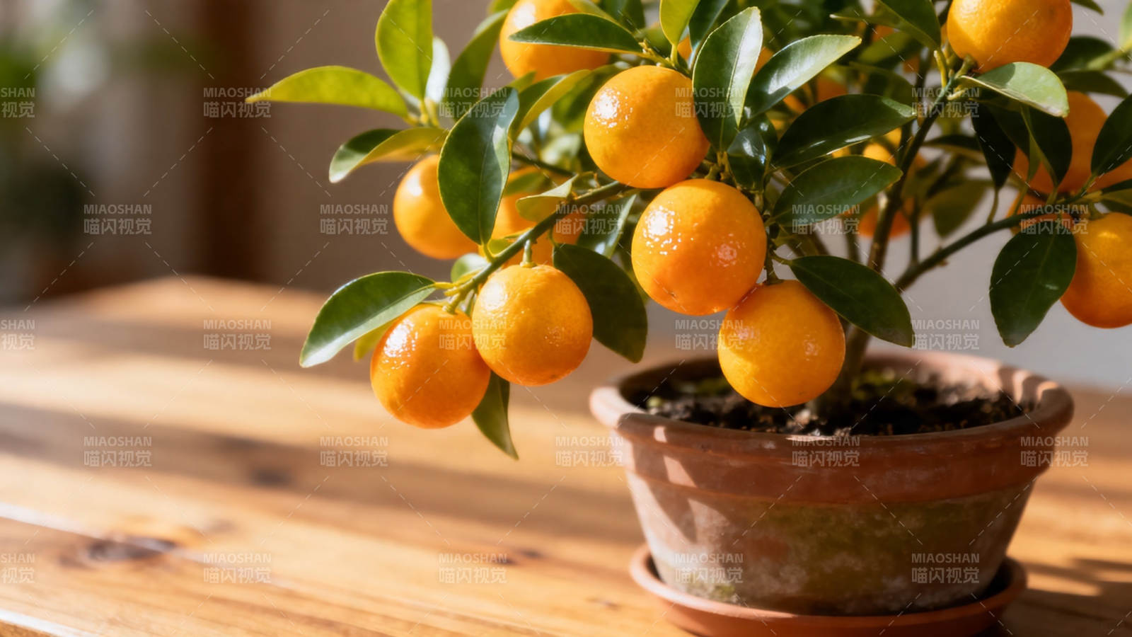 盆栽金桔 硕果累累图片