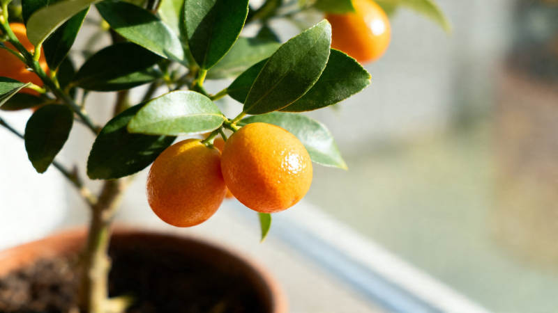 盆栽金桔 硕果累累迎阳光图片