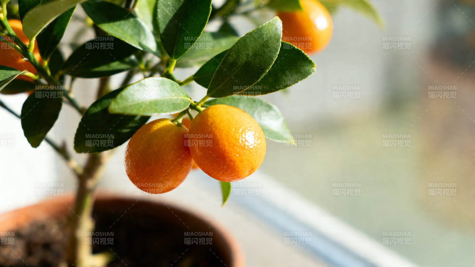 盆栽金桔 硕果累累迎阳光图片