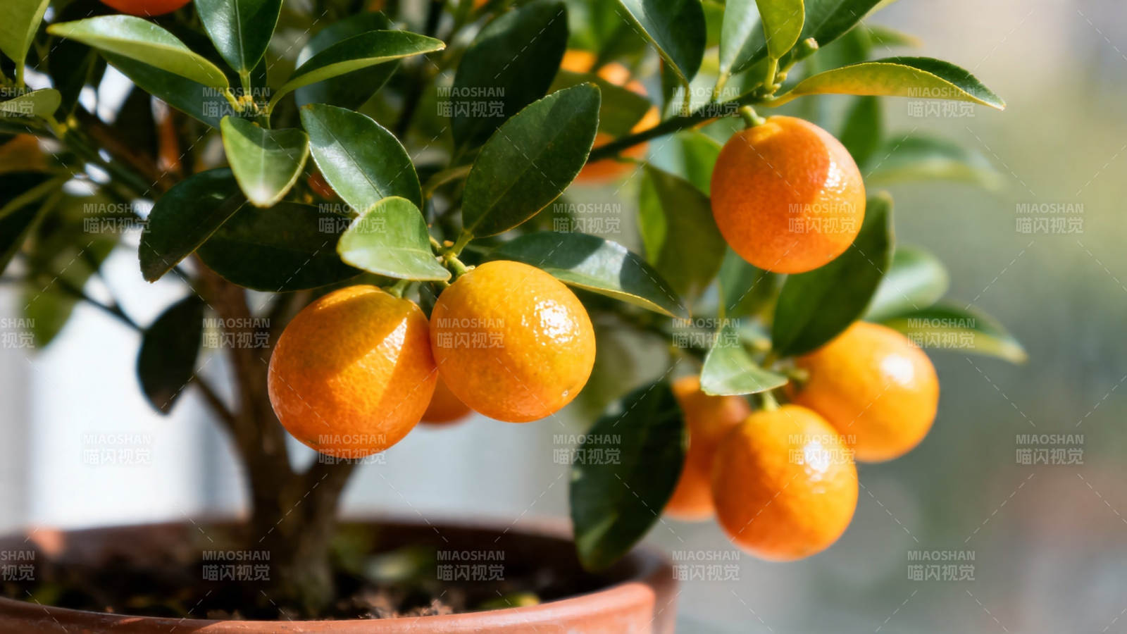 盆栽金桔 硕果累累迎新春图片