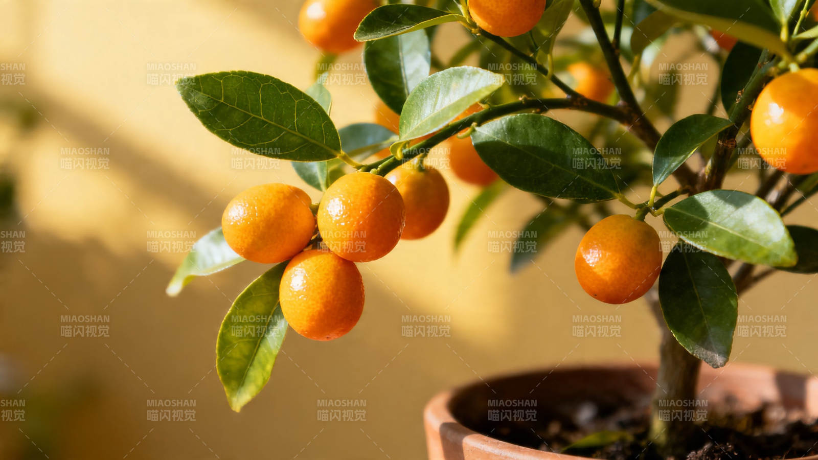 盆栽金橘 硕果累累图片