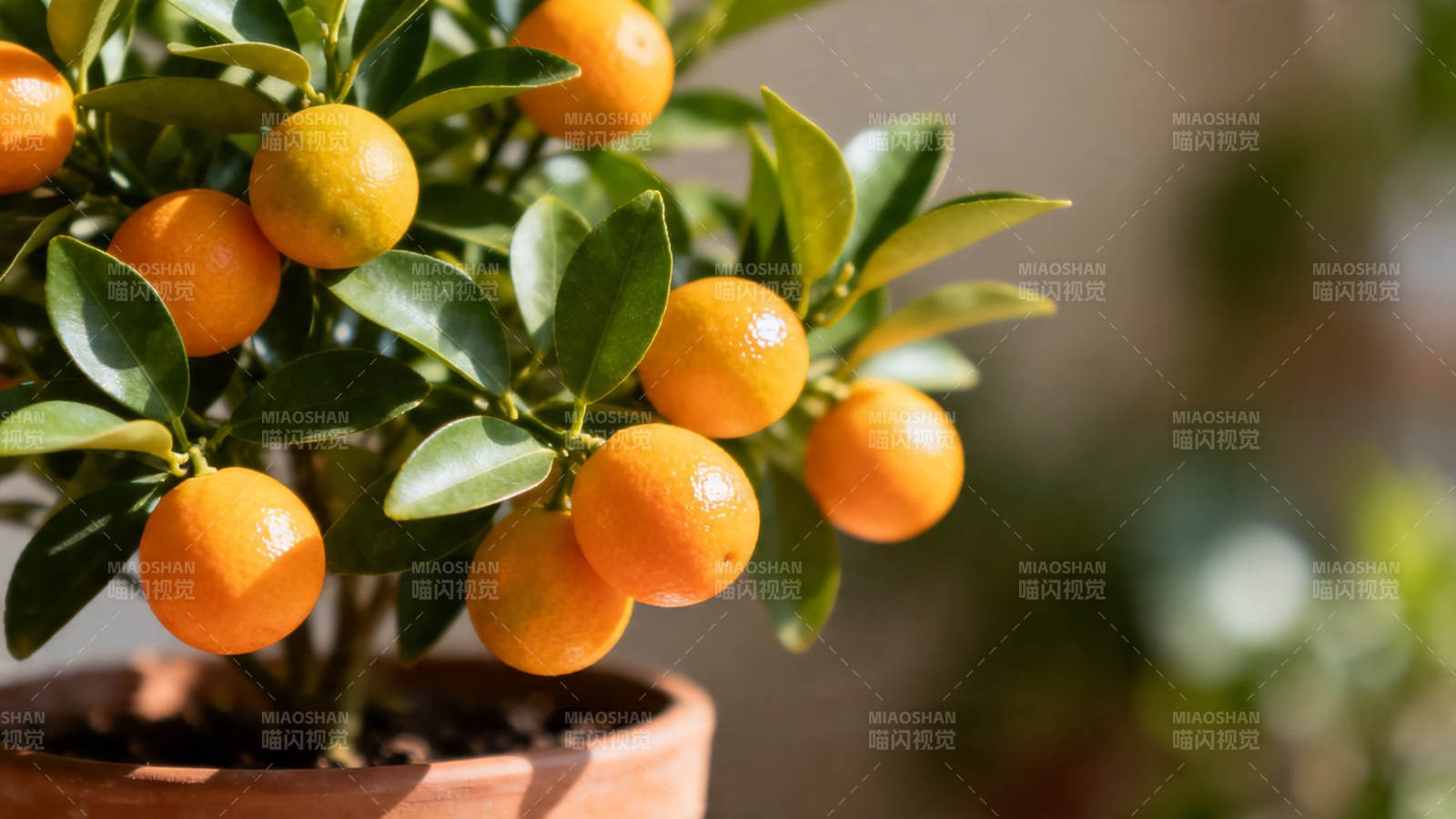 盆栽金桔 硕果累累迎新春图片