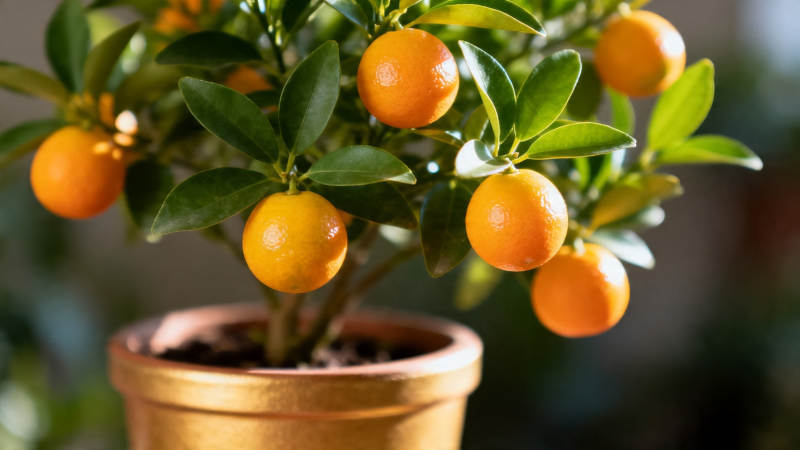 盆栽金桔 硕果累累香满屋图片