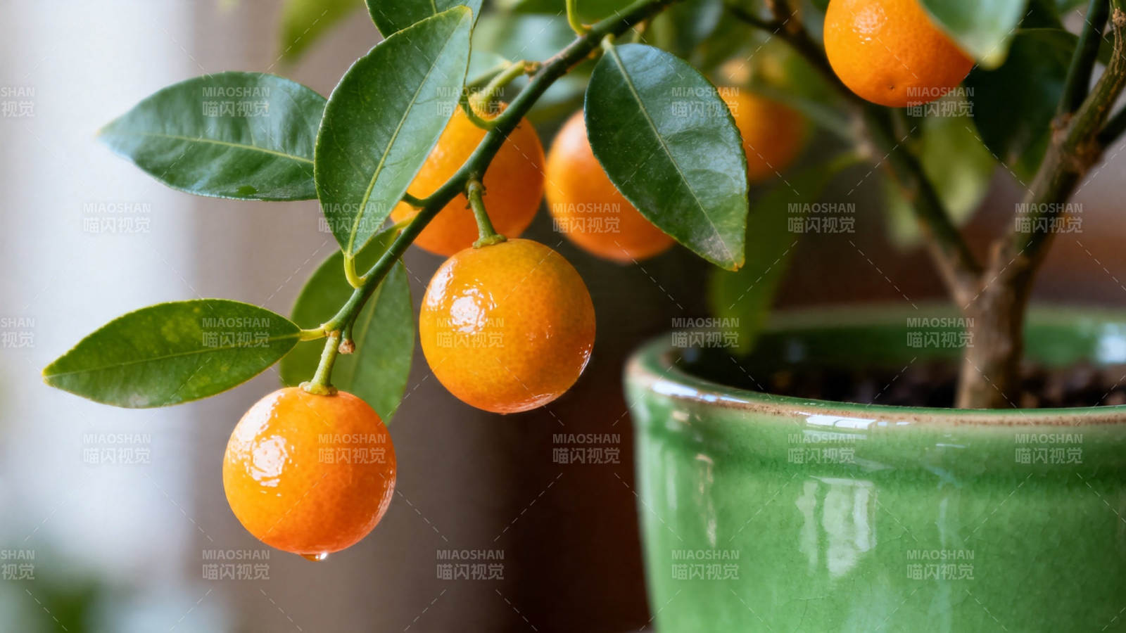 盆栽金桔 绿叶橙果相映成趣图片