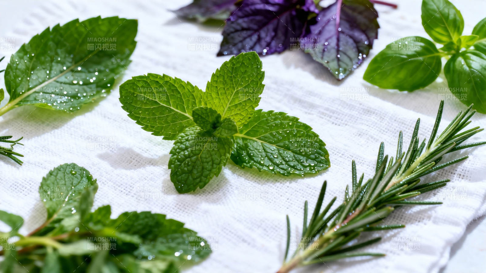 新鲜香草特写 薄荷 迷迭香等图片