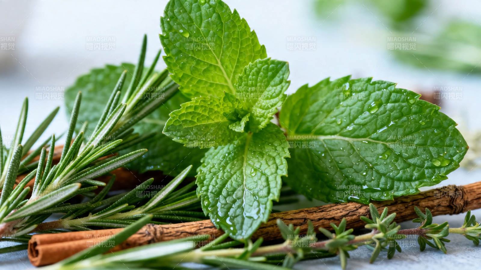 香草荟萃 薄荷迷迭香肉桂图片