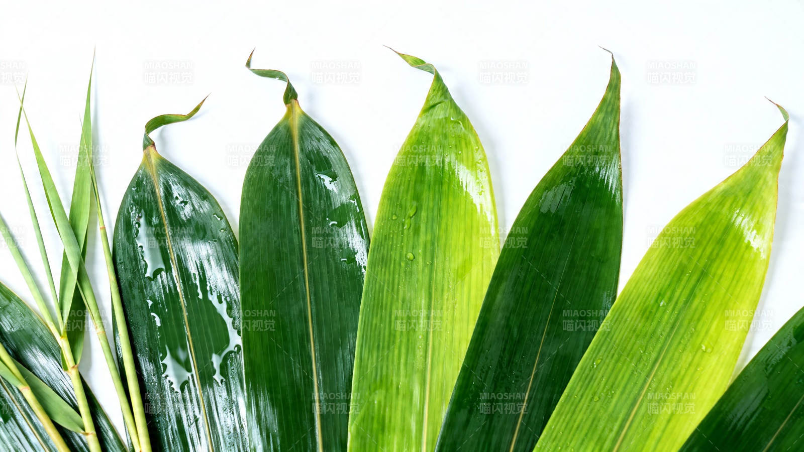 绿叶清新 自然生机盎然图片