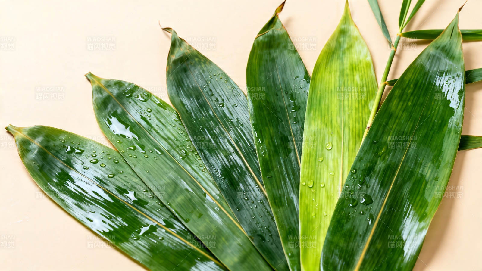 竹叶带露 清新自然图片