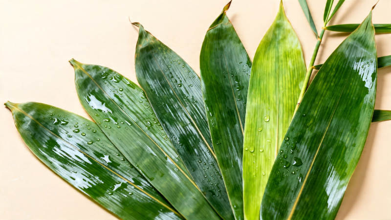 竹叶带露 清新自然图片