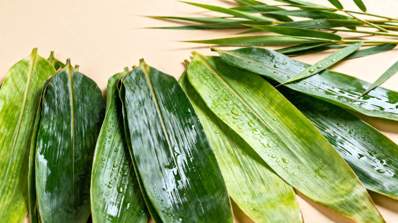 粽叶青翠 水珠晶莹图片