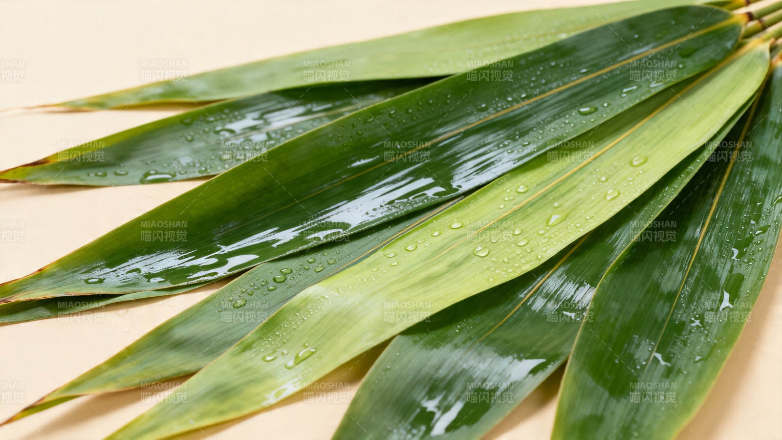 竹叶带露 清新自然图片