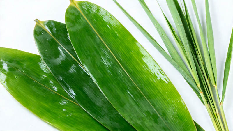 翠绿棕榈叶 清新自然美图片