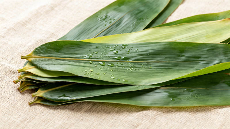 粽叶带水珠 清新自然美图片