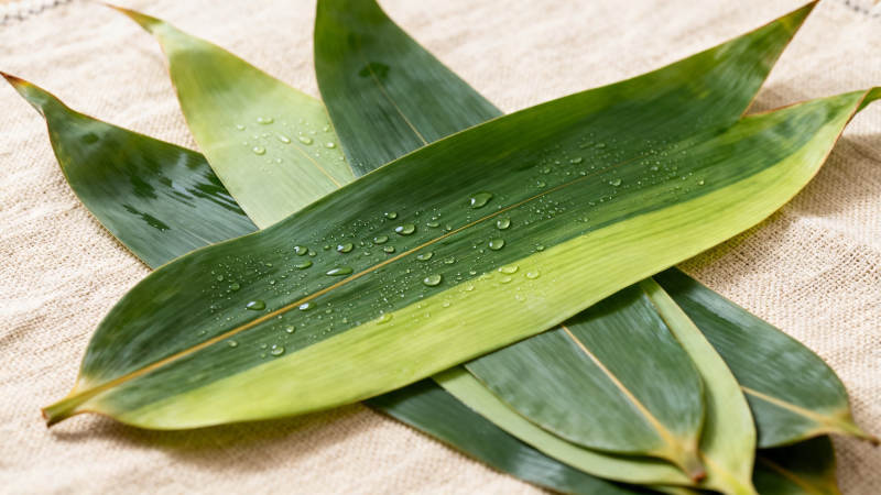 竹叶带露 清新自然图片