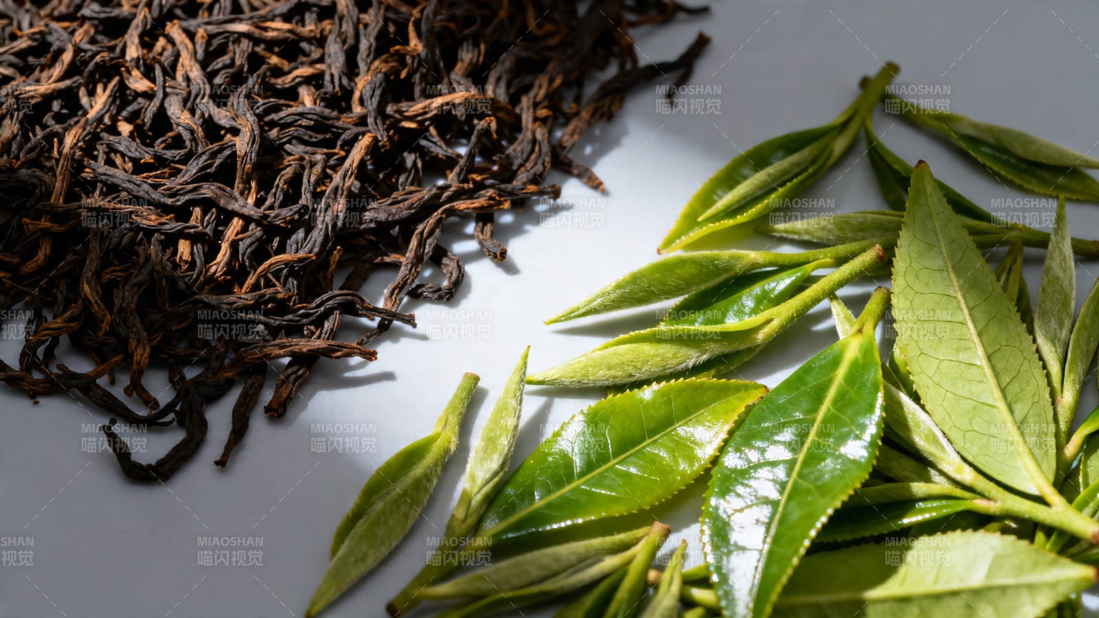 干茶与鲜叶对比图图片