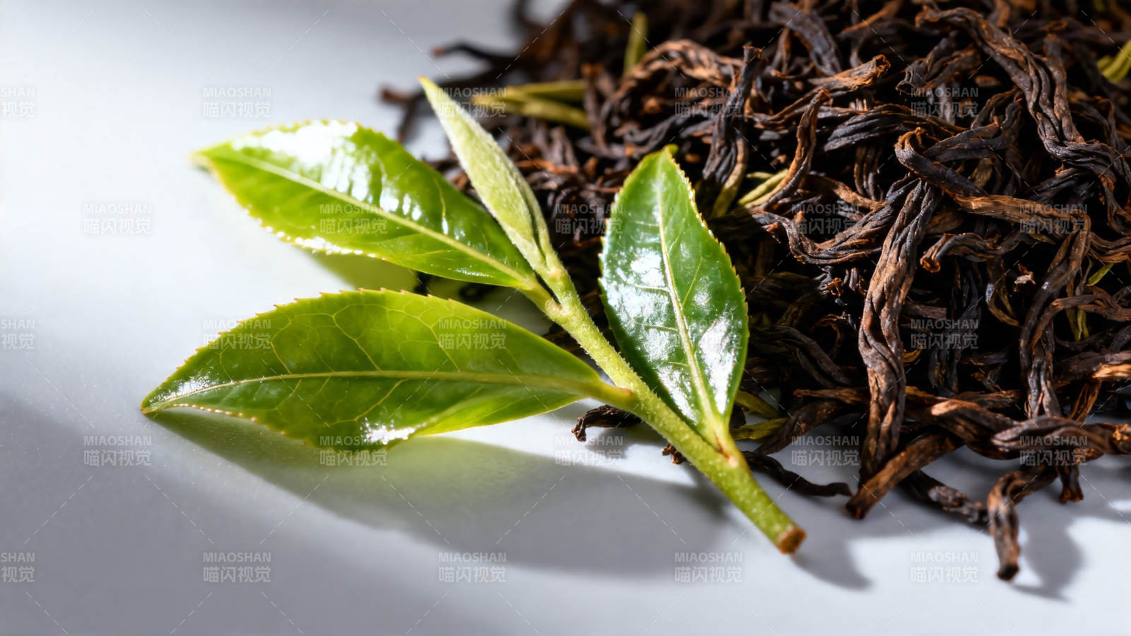 鲜叶与干茶对比图图片