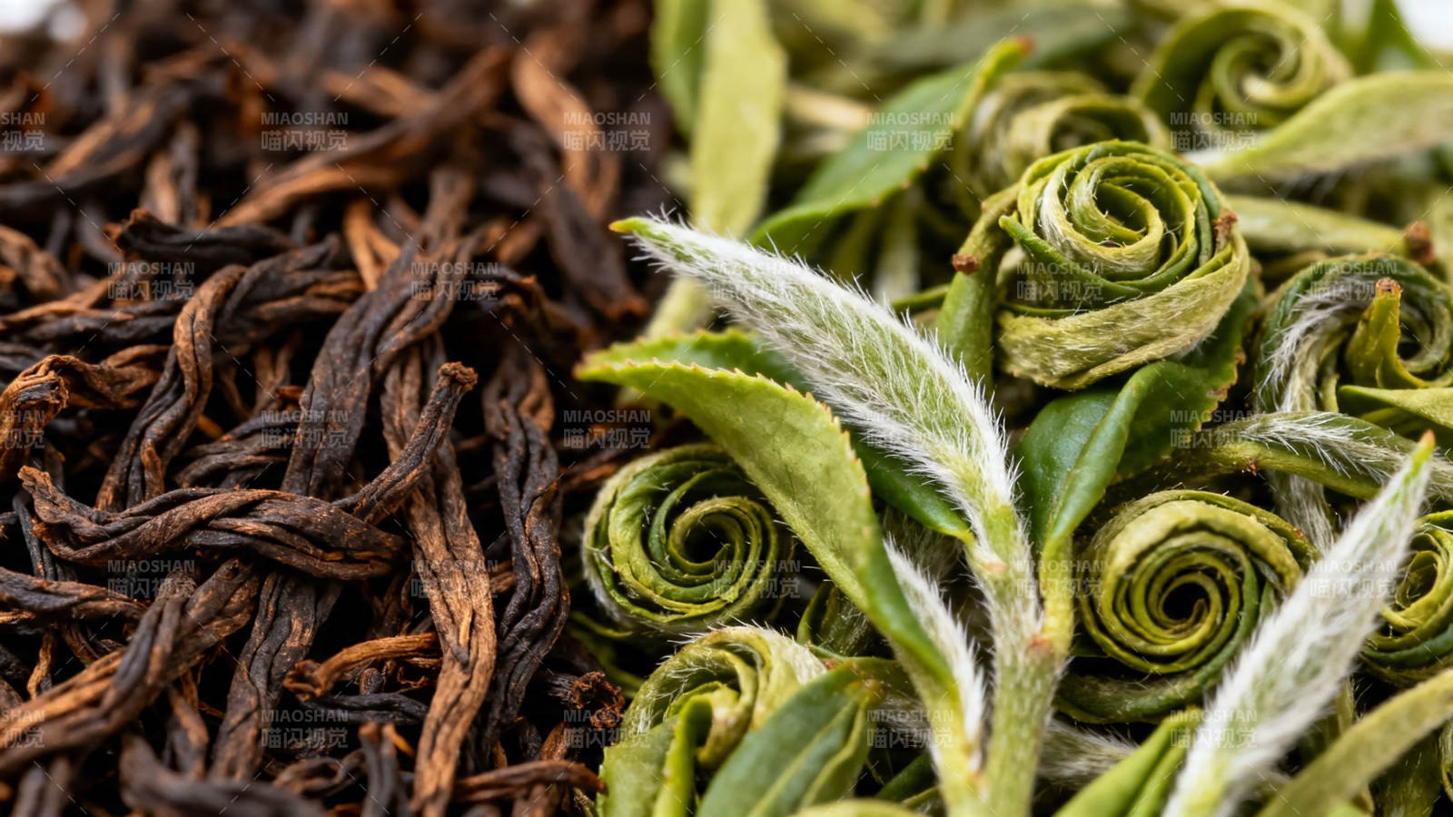 红绿茶叶对比特写图片