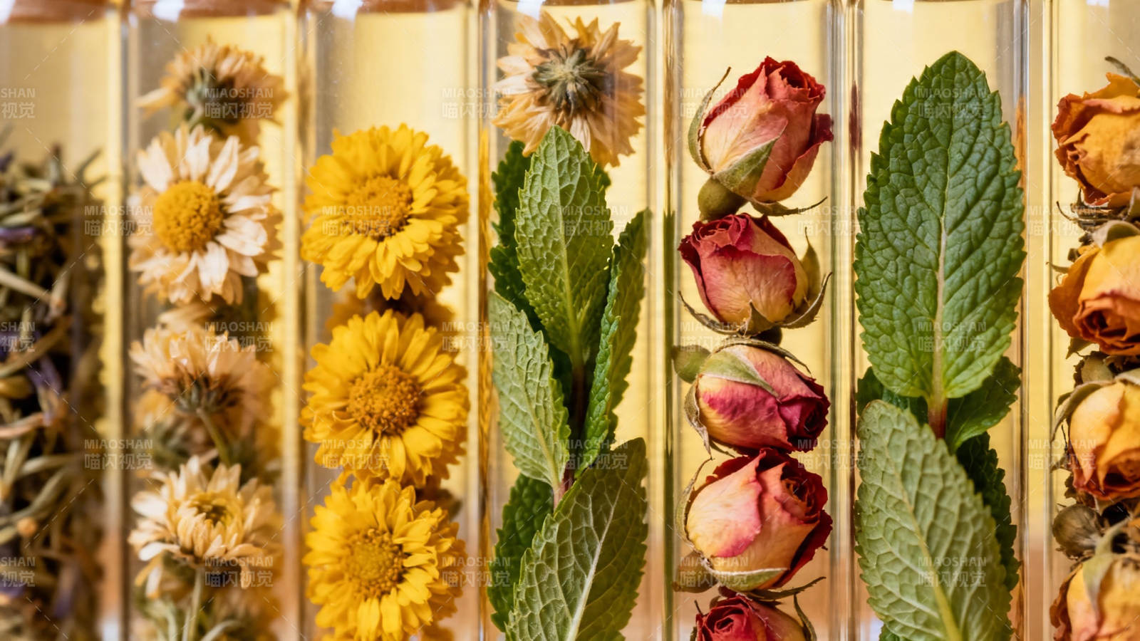 试管中的花草标本展示图片