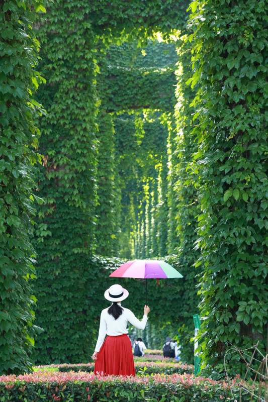 绿廊彩伞 红裙背影美如画图片