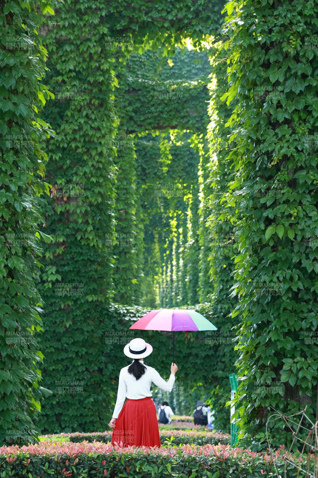 绿廊彩伞 红裙背影美如画图片