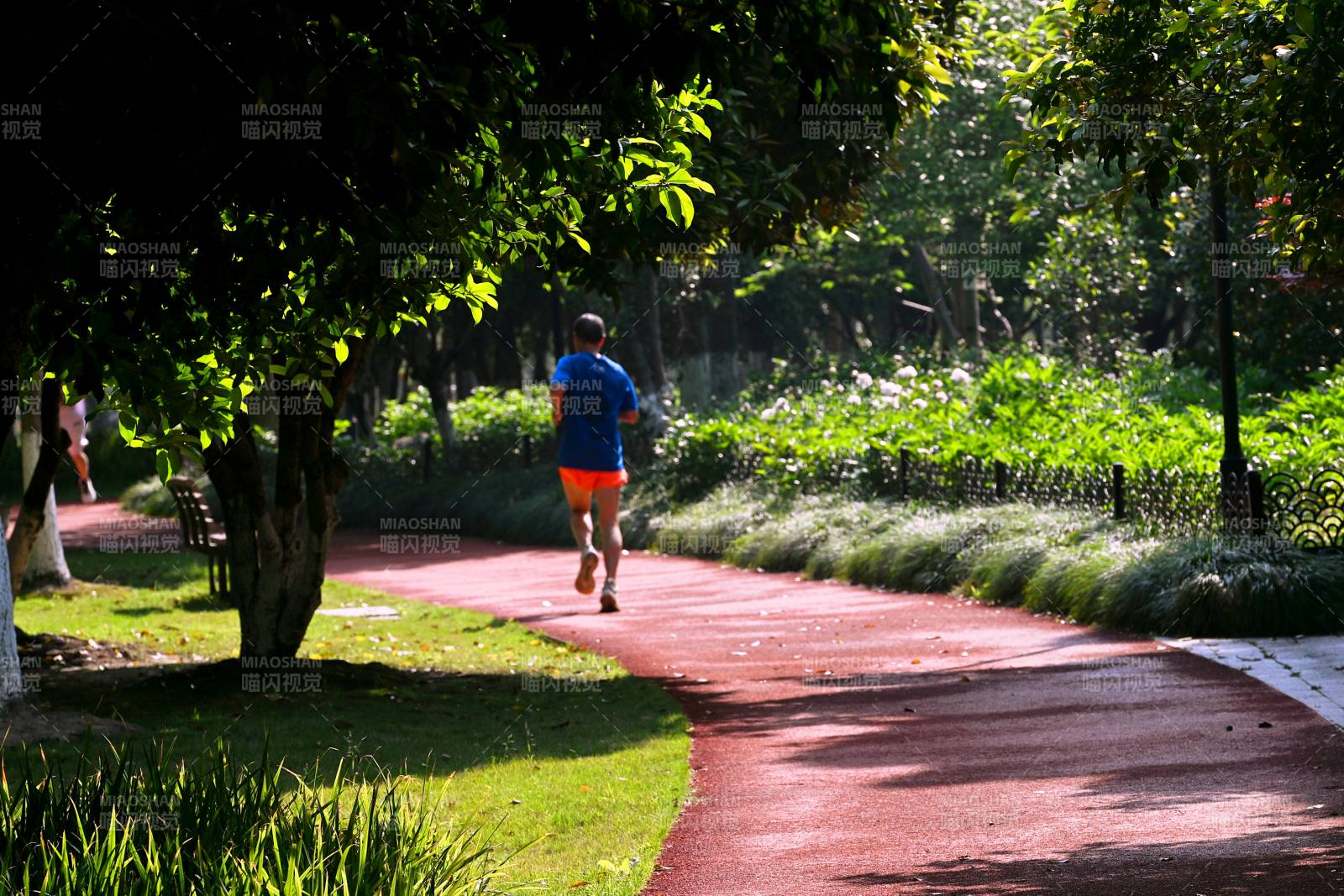 林荫小径 一人慢跑图片